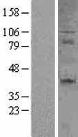 CD27 Human Over-expression Lysate