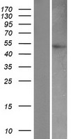 Caspase 9 (CASP9) Human Over-expression Lysate