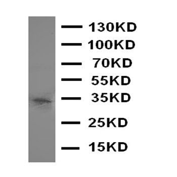 Aquaporin 10/AQP10 Antibody