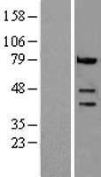 Caspase 4 (CASP4) Human Over-expression Lysate
