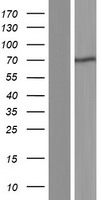 cIAP1 (BIRC2) Human Over-expression Lysate