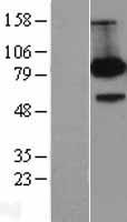 FE65 (APBB1) Human Over-expression Lysate