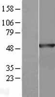 Annexin VII (ANXA7) Human Over-expression Lysate