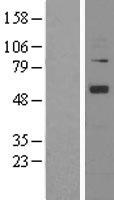 Angiopoietin 1 (ANGPT1) Human Over-expression Lysate