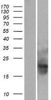 MID1IP1 Human Over-expression Lysate