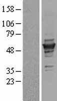 gamma Tubulin (TUBG1) Human Over-expression Lysate
