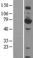 HSF4 Human Over-expression Lysate
