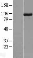 UNC45A Human Over-expression Lysate