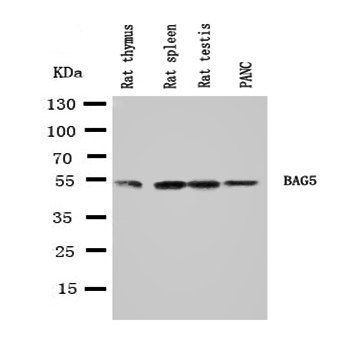 Bag5 Antibody