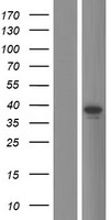 TRIM16L Human Over-expression Lysate