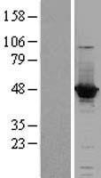 ACOT1 Human Over-expression Lysate