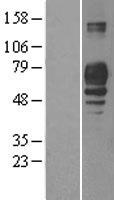 PLD3 Human Over-expression Lysate