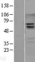 RUNX2 Human Over-expression Lysate