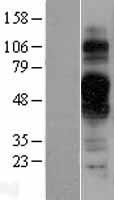 TMEM30B Human Over-expression Lysate