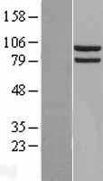 HSP90AA1 Human Over-expression Lysate