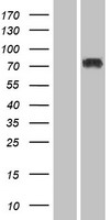 SP3 Human Over-expression Lysate
