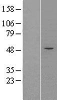 FCRLB Human Over-expression Lysate