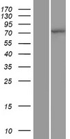 CUL4A Human Over-expression Lysate