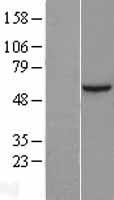 SIN1 (MAPKAP1) Human Over-expression Lysate