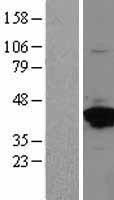 Annexin A2 (ANXA2) Human Over-expression Lysate