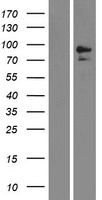 CD10 (MME) Human Over-expression Lysate