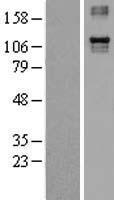 Integrin alpha 4 (ITGA4) Human Over-expression Lysate