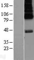 5HT6 Receptor (HTR6) Human Over-expression Lysate