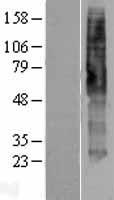 5HT4 Receptor (HTR4) Human Over-expression Lysate