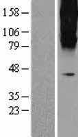 Metabotropic Glutamate Receptor 3 (GRM3) Human Over-expression Lysate