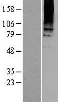 Metabotropic Glutamate Receptor 8 (GRM8) Human Over-expression Lysate
