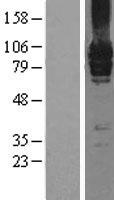 Metabotropic Glutamate Receptor 7 (GRM7) Human Over-expression Lysate