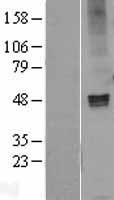 GABA A Receptor alpha 1 (GABRA1) Human Over-expression Lysate