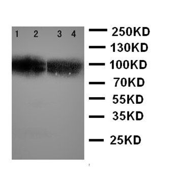 Anti-SIDT1 Antibody