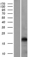 EPO Human Over-expression Lysate