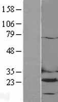 DHFR Human Over-expression Lysate