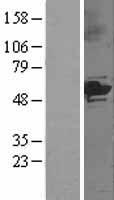 Cytochrome P450 3A5 (CYP3A5) Human Over-expression Lysate