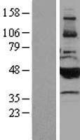 Cytochrome P450 2B6 (CYP2B6) Human Over-expression Lysate
