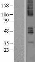 Muscarinic Acetylcholine Receptor M4 (CHRM4) Human Over-expression Lysate