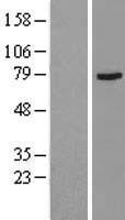 Muscarinic Acetylcholine Receptor M3 (CHRM3) Human Over-expression Lysate