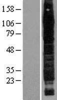 CD44 Human Over-expression Lysate