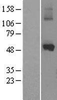 CYP1A1 Human Over-expression Lysate