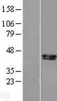PON1 Human Over-expression Lysate