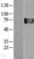 HLCS Human Over-expression Lysate