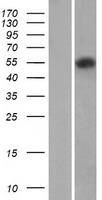 Protein C (PROC) Human Over-expression Lysate