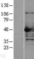 NCF1 Human Over-expression Lysate