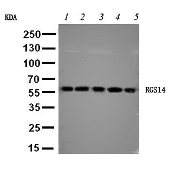 Anti-RGS14 Antibody