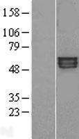 KCNA1 Human Over-expression Lysate