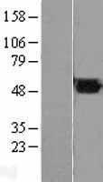 FH Human Over-expression Lysate