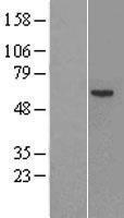Factor IX (F9) Human Over-expression Lysate