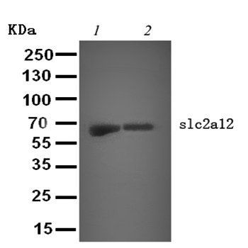 GLUT12/SLC2A12 Antibody